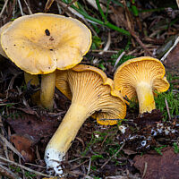Лисичка обыкновенная (Cantharellus cibarius)