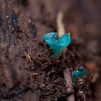 Хлороцибория сине-зелёная (Chlorociboria aeruginosa)
