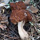 Строчок обыкновенный (Gyromitra esculenta)