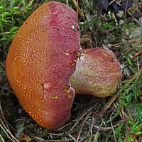 Рядовка жёлто-красная (Tricholomopsis rutilans)