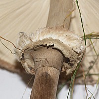 Гриб-зонтик краснеющий (Chlorophyllum rachodes)