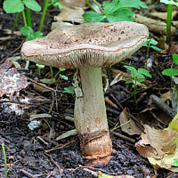 Мухомор серо-розовый (Amanita rubescens)