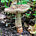 Мухомор серо-розовый (Amanita rubescens)