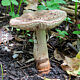 Мухомор серо-розовый (Amanita rubescens)