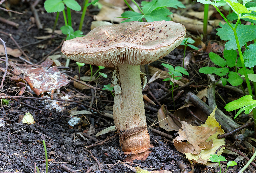 Мухомор серо-розовый (Amanita rubescens)