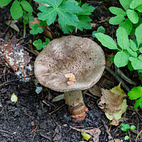 Мухомор серо-розовый (Amanita rubescens)