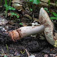 Мухомор серо-розовый (Amanita rubescens)