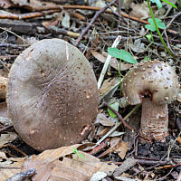 Мухомор серо-розовый (Amanita rubescens)