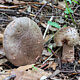 Мухомор серо-розовый (Amanita rubescens)