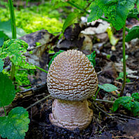 Мухомор серо-розовый (Amanita rubescens)