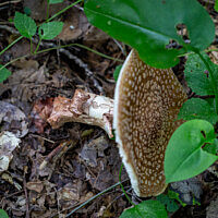 Мухомор серо-розовый (Amanita rubescens)