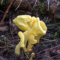 Спатулярия желтоватая (Spathularia flavida)