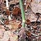 Думонтиния клубневая (Dumontinia tuberosa)