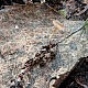 Цибория берёзолюбивая (Ciboria betulicola)