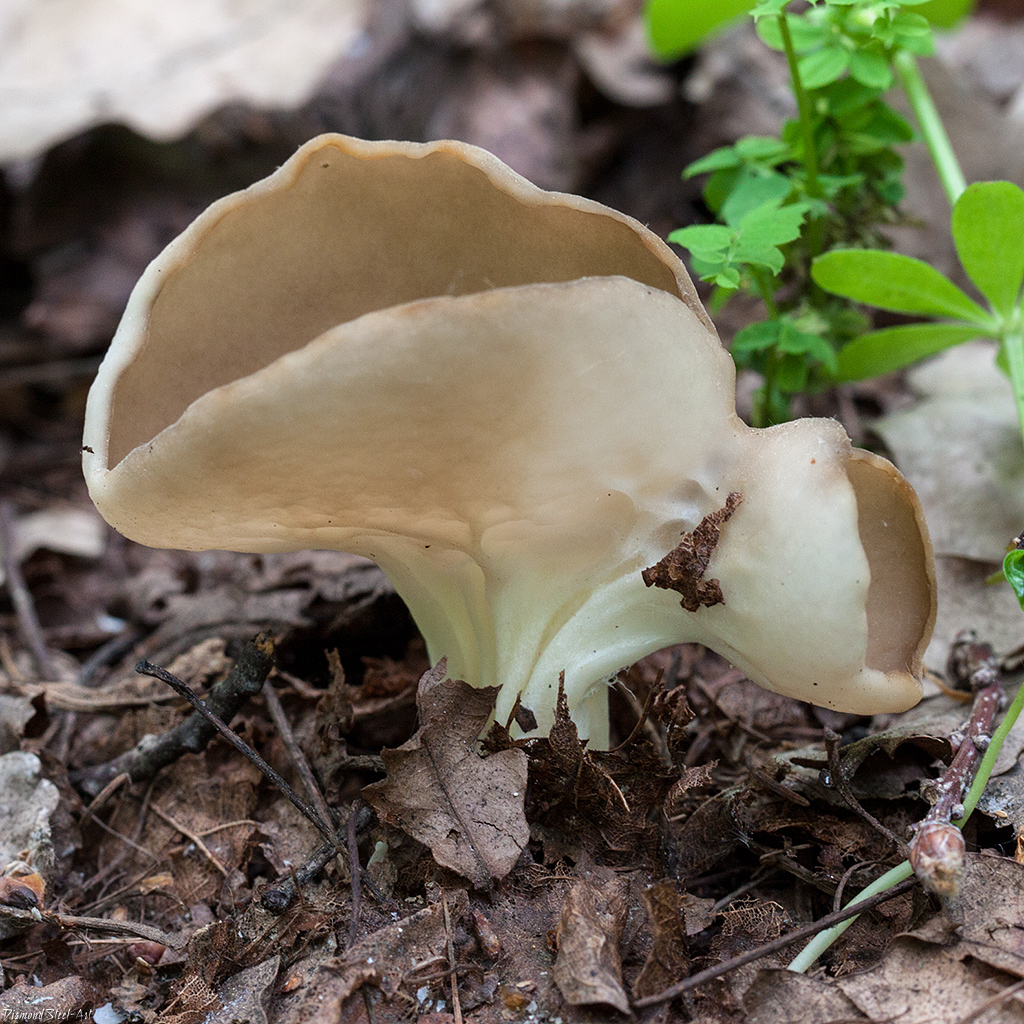 Все весенние грибы фото и название