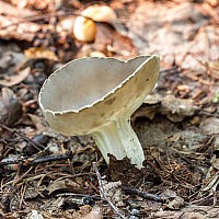 Лопастник чашевидный (Helvella acetabulum)