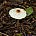 Лепиота гребенчатая (Lepiota cristata)