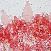 Плютей золотистожилковый (Pluteus chrysophlebius). Плевроцистиды