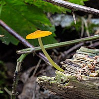 Плютей золотистожилковый (Pluteus chrysophlebius)