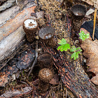 Бокальчик полосатый (Cyathus striatus)
