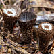 Бокальчик полосатый (Cyathus striatus)