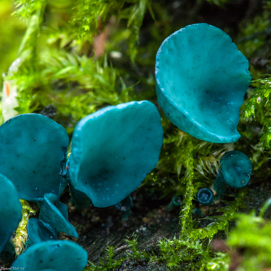 Хлороцибория сине-зеленоватая (Chlorociboria aeruginascens)
