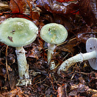 Строфария сине-зелёная (Stropharia aeruginosa)