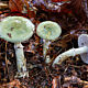 Строфария сине-зелёная (Stropharia aeruginosa)