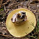 Маслёнок обыкновенный (Suillus luteus)