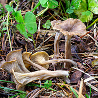 Псевдовороночник извилистый (Pseudocraterellus undulatus)
