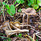Псевдовороночник извилистый (Pseudocraterellus undulatus)