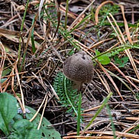 Рядовка землистая (Tricholoma terreum)