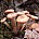 Опёнок осенний, северный (Armillaria borealis)