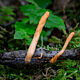 Кордицепс военный (Cordyceps militaris)