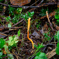 Кордицепс военный (Cordyceps militaris)