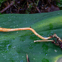Кордицепс военный (Cordyceps militaris)