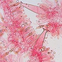 Плютей ивовый (Pluteus salicinus). Плевроцистиды.