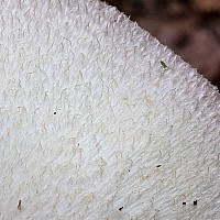 Вольвариелла шелковистая (Volvariella bombycina)