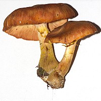 Опёнок осенний, толстоногий (Armillaria gallica)