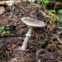 Мухомор порфировый (Amanita porphyria)