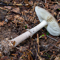 Мухомор порфировый (Amanita porphyria)
