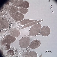 Плютей грязноножковый (Pluteus podospileus). Пилеипеллис.