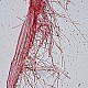 Мицена покрытая (Mycena amicta). Каулоцистиды.
