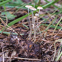 Роридомицес росистый (Roridomyces roridus)