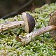 Подберёзовик дымчатый (Leccinum schistophilum)