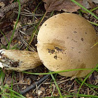 Желчный гриб (Tylopilus felleus)