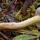 Маслёнок сибирский (Suillus sibiricus)