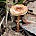 Лепиота каштановая (Lepiota castanea)