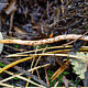 Лепиота каштановая (Lepiota castanea)