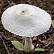 Гриб-зонтик белый (Macrolepiota excoriata)